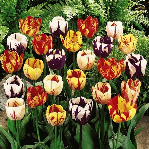 Tulip rembrandt mix flame - tulip,