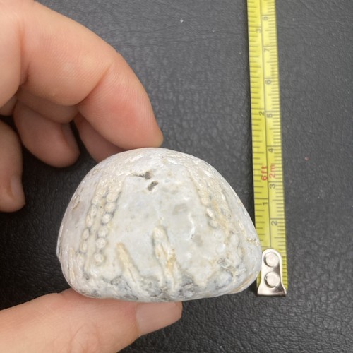 Fossil flint echinoid sea