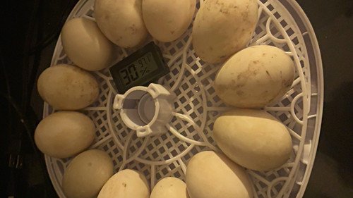 Dozen duck eggs - , for