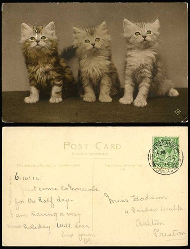 Beautiful cats kittens - 3,