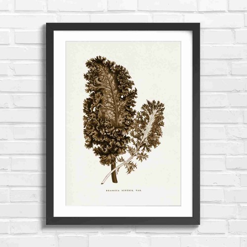 Botanical brassica sinensis - brassica,