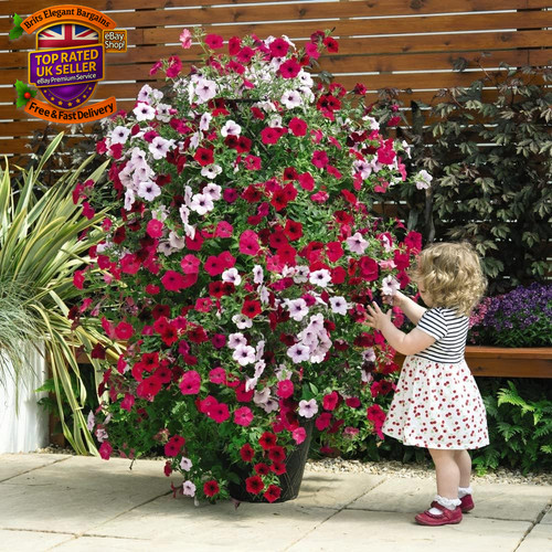 Climbing petunia plug plants - climbing,