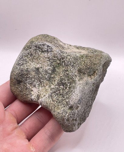 Carolina fossil whale dolphin - carolina,