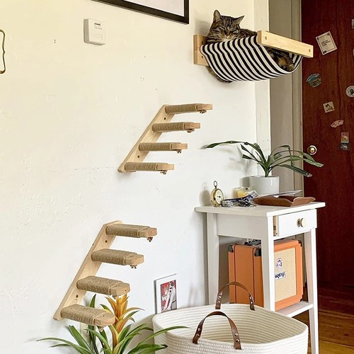 Cat wall climbing - wall, steps