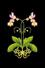Orchid mantis wall - wall, hanging