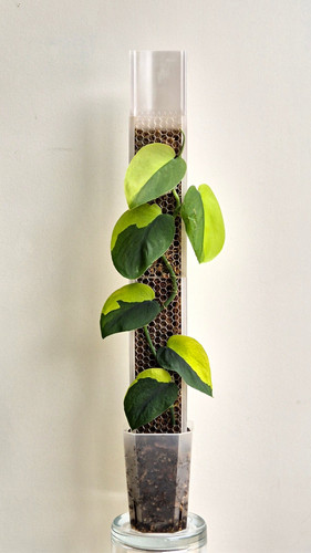 Scindapsus jade satin aurea - jade,
