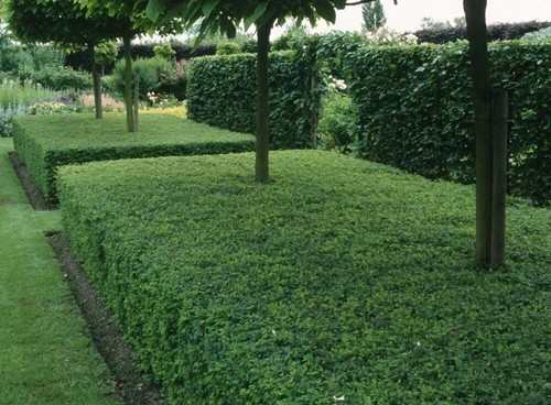 10x lonicera nitida elegant - nitida,