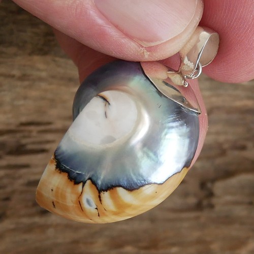 Small grey nautilus shell - nautilus,