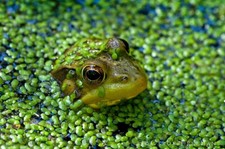 1500+ duckweed floating live