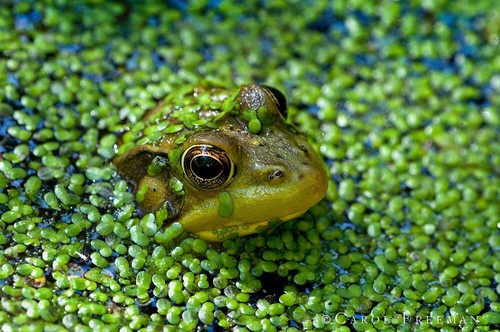 1500 duckweed floating live - 1500+,