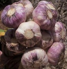 GARLIC CLOVES EARLY PURPLE WIGHT HARDY FROM BULBS UK SELLER