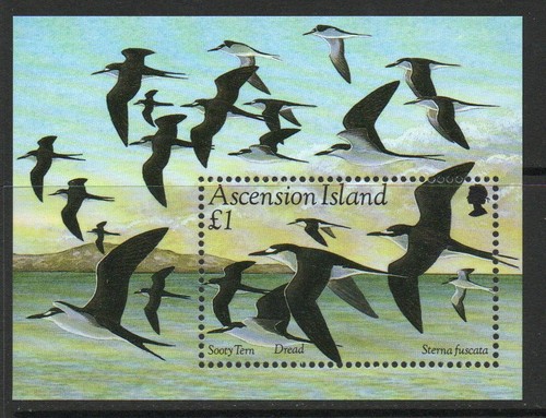 Ascension 1994 sooty tern - 1994,