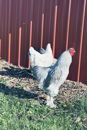 Npip brahma hatching eggs - lf,