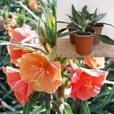 Evening Primrose 'Sunset