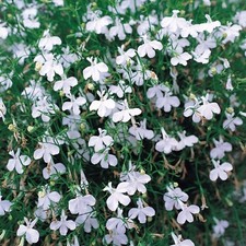 Lobelia mini plug - , plants