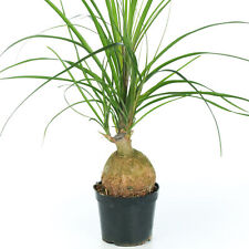 Beaucarnea Recurvata Nolina Ball Ponytail Palm Potted Home or Office Plant