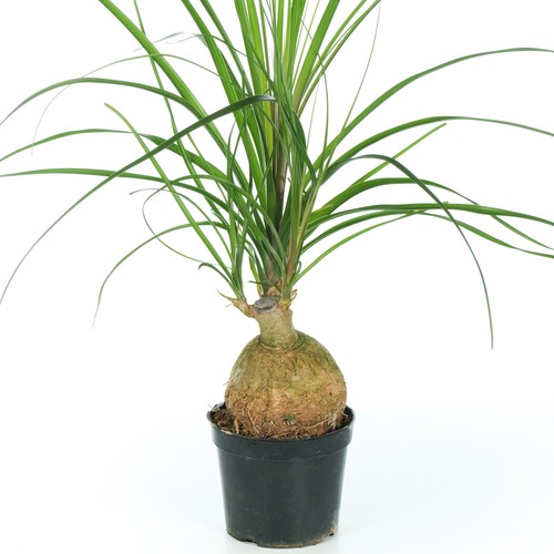 Beaucarnea recurvata nolina - beaucarnea,