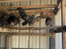 12+ Hatching Eggs Read