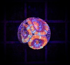 BEC Ultra Rainbow Asian Acan