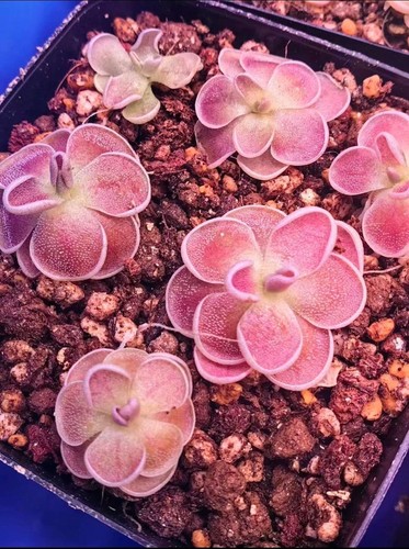 Pinguicula mirador rare - mirador',