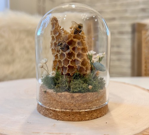 Honey bee taxidermy glass - taxidermy,