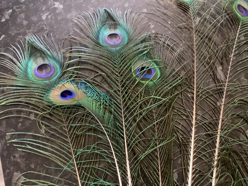 Real peacock feathers - real, as