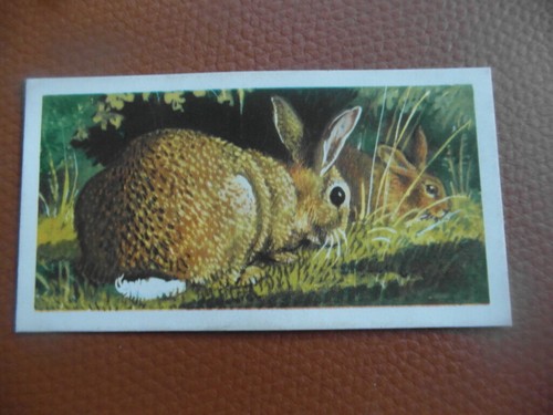 Brooke bond british - ,