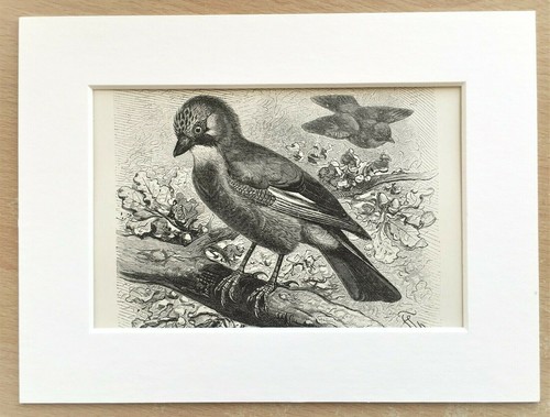 Common jay bird print 1893 - common,