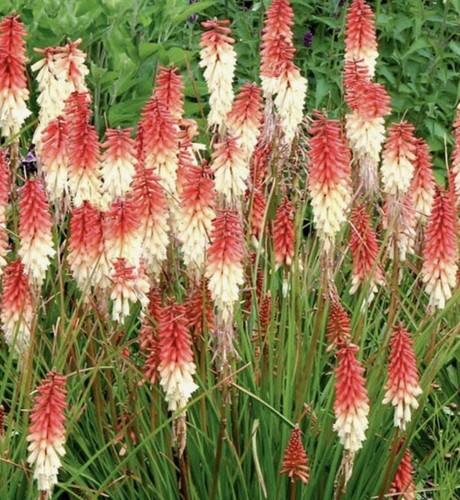 Kniphofia orange vanilla - kniphofia,