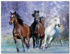 62164 Horse Running Animal