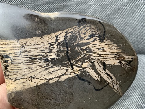 Rare fossil fish - fossil,