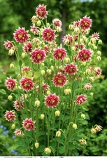 Aquilegia nora barlow