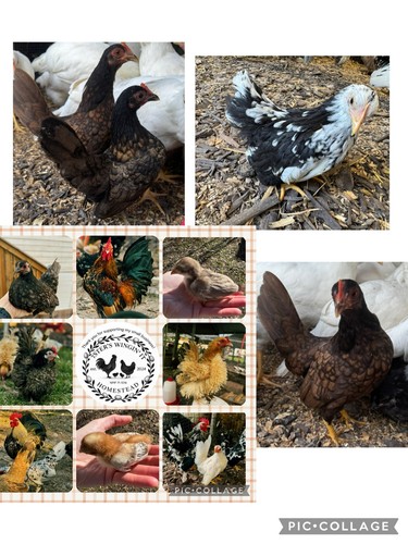 Serama fertile hatching - fertile,