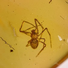 SPIDER in Burmese / Burmite amber fossil / 100% genuine amber 