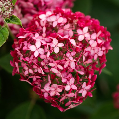 Hydrangea ruby annabelle - ruby,