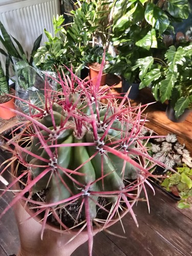Ferocactus stainesii mexican - stainesii, (mexican
