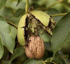 Walnut Tree 