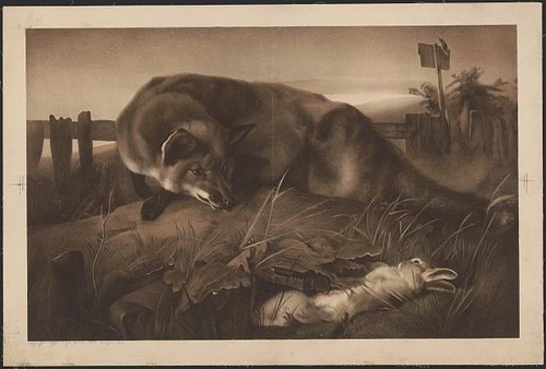 Photo fox rabbit - photo:fox, 1850s