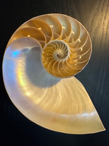 Chambered nautilus shell - nautilus, –