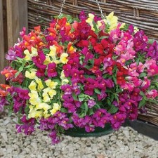 SNAPDRAGON ANTIRRHINUM SEEDS TRAILING HYBRIDS FOR HANGING BASKETS BALCONIES  