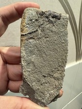 Rare Fossil Fish From Lyme