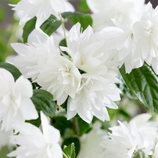 Philadelphus Pearls of Perfume