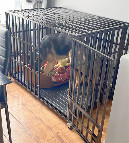 Heavy duty dog - crate, pet