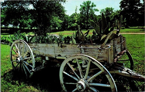 Old cactus wagon - old,