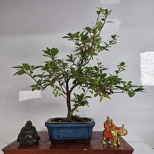Azalea (Rhododendron) Bonsai
