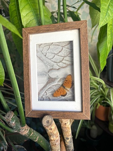 Tawny coster butterfly acraea - tawny,