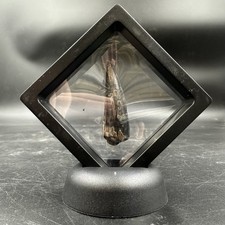 Sarcosuchus Super Croc Tooth