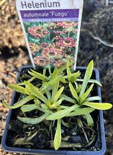 Helenium Autumnale Herbaceous