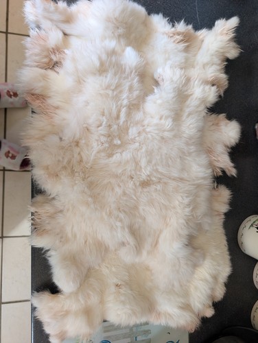 Rabbit hides self - hides.,