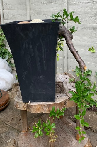 Pyracantha cascade bonsai - cascade, tree
